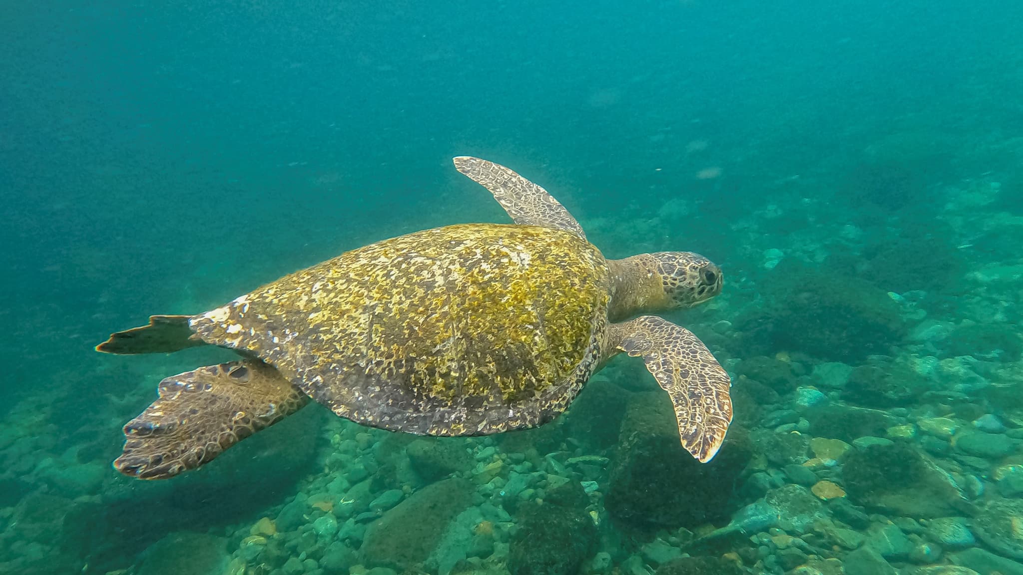 Une tortue verte (Chelonia mydas) nage près de l'île de Gorgona, dans l'océan Pacifique, au large de la côte sud-ouest de la Colombie, le 2 décembre 2021. 