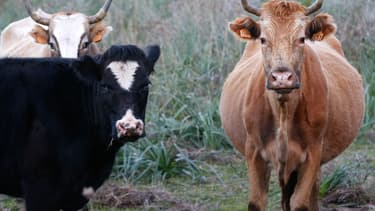 Les aides agricoles européennes en Corse sont de 36 millions d'euros par an depuis 2015