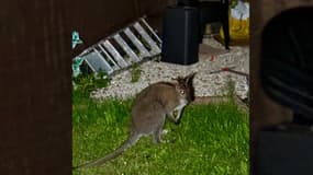 L'un des wallabies en fuite capturé à Wattrelos et remis à la Belgique par les secours, le 22 juillet 2025