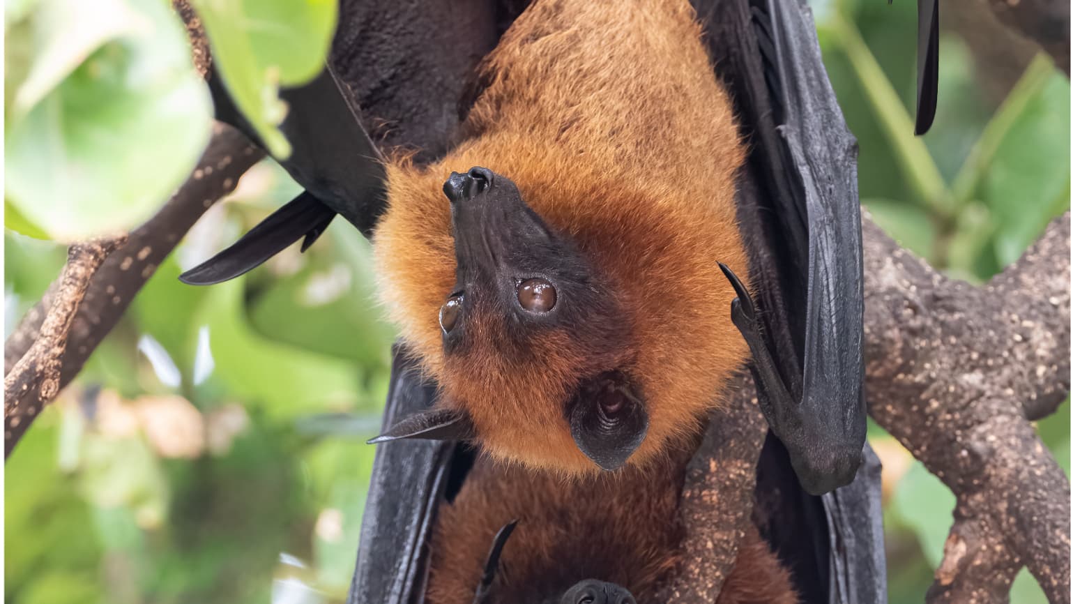 Photo de chauves-souris frugivores pteropus prises en août 2023.
