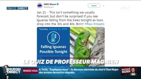 Alerte à des "pluies d'iguanes" en Floride