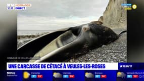 Seine-Maritime: une carcasse de cétacé découverte à Veules-les-Roses
