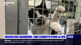 Strasbourg: la SPA lance un appel aux dons face à la hausse des abandons d'animaux