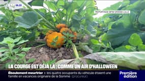 La récolte des courges avancée d'un mois cette année dans les Hauts-de-France