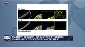 Des bactéries du microbiote pourraient booster l'efficacité des chimiothérapies - 22/10