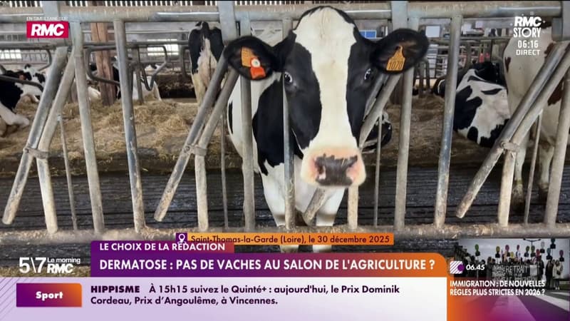 LE CHOIX DE LA RÉDACTION - Dermatose nodulaire: à moins de deux mois du Salon de l'agriculture, les vaches seront-elles présentes dans les allées?