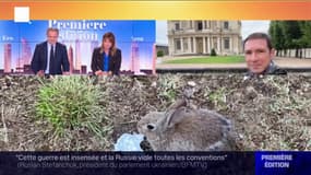 Y a-t-il trop de lapins sur l'esplanade et dans les jardins des Invalides à Paris?