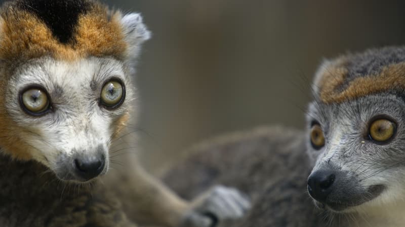 Deux des heureux parents lémurs du parc de la Haute-Touche, le 18 juillet 2014.