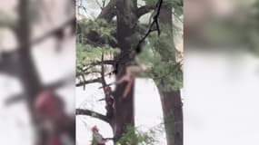 Devyn Smith, jeune Américaine de 22 ans accrochée à un arbre lors des inondations dévastatrices au Texas (États-Unis) au début du mois de juillet 2025.