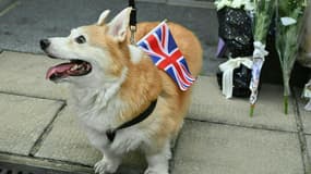 Un corgi près du consulat britannique à Hong Kong, Le 12 septembre 2022