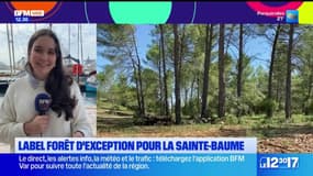 Var: label forêt d'exception pour la Sainte-Baume