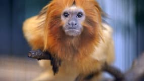 Un tamarin-lion à tête dorée dans un zoo au Japon.