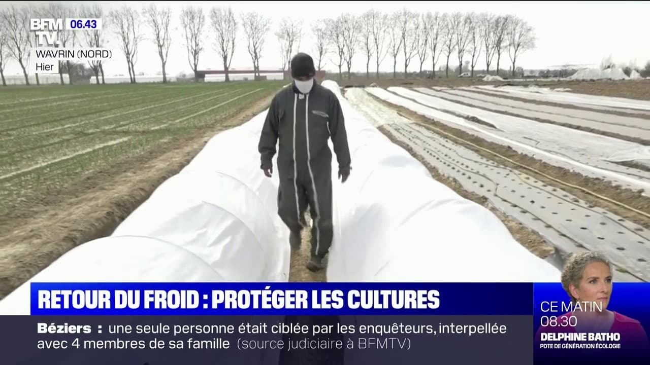 Retour du froid quelles conséquences sur les cultures Retour du froid quelles conséquences sur les cultures
