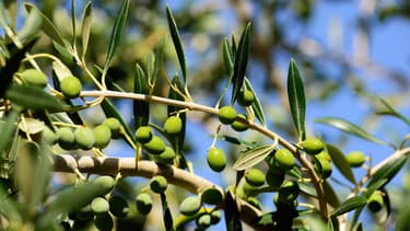 Les cours de l'huile d'olive s'envolent sur des plus hauts de 9 ans. Conditions climatiques et parasites sont sans doute en train de chambouler la cartes des grands producteurs européens.