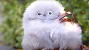 Mirumi, le robot à fourrure de Yukai Engineering.