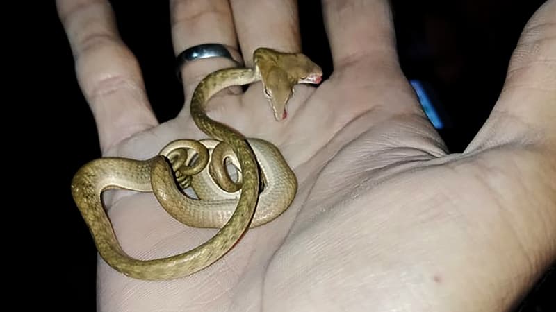Le petit serpent, découvert à Bali
