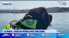 Six-Fours-les-Plages: dans le quartier du Brusc, il est possible de faire du paddle avec son chien