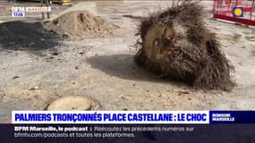 Marseille: 19 palmiers tronçonnés place Castellane pour faciliter des travaux de la métropole