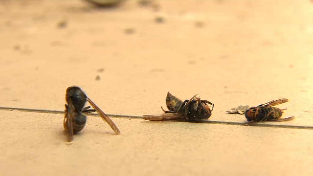 Des frelons asiatiques. Des frelons asiatiques.