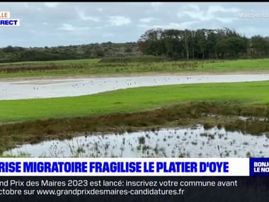 Pas-de-Calais: les traversées de migrants menacent la réserve naturelle du platier d'Oye