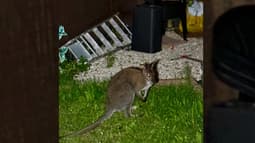 L'un des wallabies en fuite capturé à Wattrelos et remis à la Belgique par les secours, le 22 juillet 2025