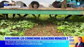 Dorlisheim: les cornichons alsaciens menacés?