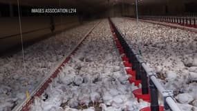 La marque Maître Coq visée par une vidéo et une plainte de L214