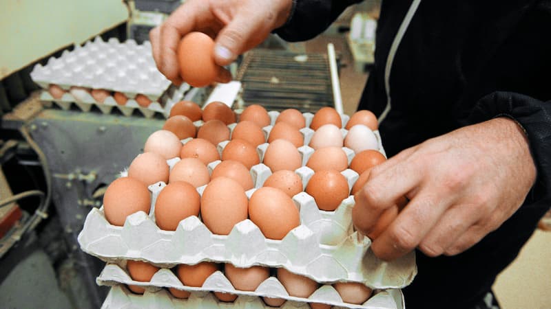 Le prix de l'alimentation des volailles a augmenté de 17%, ce qui équivaut à une hausse de 10% du prix de revient des œufs