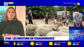 L'histoire du jour: les moutons en transhumance cette semaine à Lyon