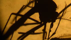 Le moustique aedes aegypti, vecteur du virus Zika, photographié par un laboratoire de l'université du Salvador. - Marvin Recinos - AFP
