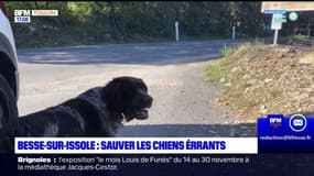 À Besse-sur-Issole, une mobilisation pour venir en aide aux chiens errants