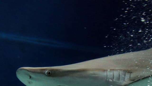A La Réunion, 19 personnes ont été victimes de requin depuis 2011.