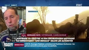 Australie: des snipers vont abattre 10.000 dromadaires sauvages