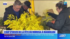 La fête du mimosa démarre à Mandelieu-la-Napoule