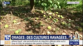Orages: les maraîchers et producteurs sont désemparés en voyant leurs cultures ravagées
