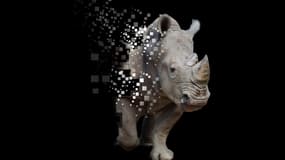 Illustration de la vente NFT de la corne virtuelle de rhinocéros