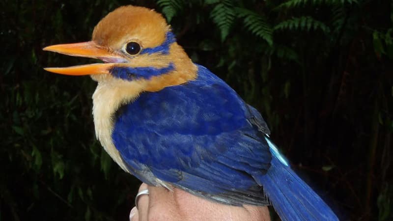 Pour la première fois, un martin-chasseur à moustaches mâle a pu être photographié.