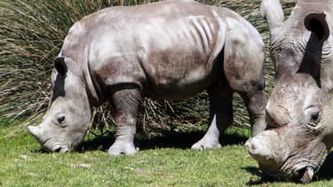 Lima, la mère du bébé rhinocéros né début septembre, alors âgée de 6 mois pour ses premiers pas à la réserve africaine de Sigean dans l'Aude, le 23 avril 2013.