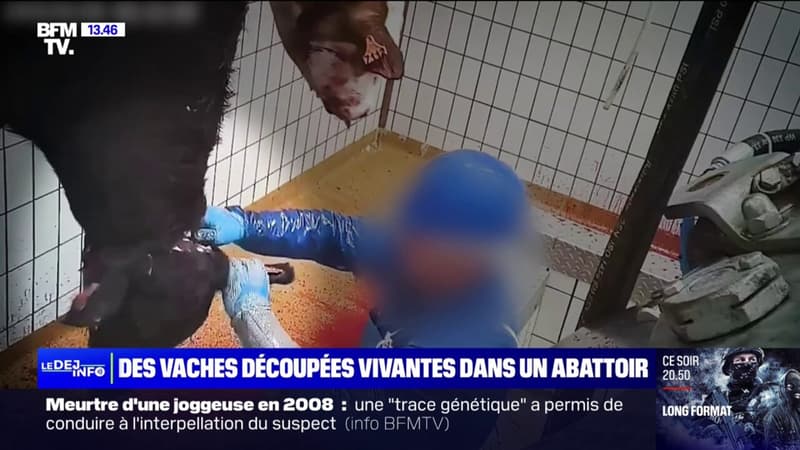 Des animaux découpés encore vivants: L214 porte plainte contre un abattoir en Mayenne 