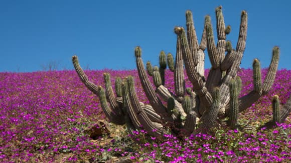 La floraison inédite du parc national Llanos de Chale a suivi des p^récipitations exceptionnelles de 50mm.