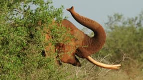 Un éléphant dans le parc national de Tsavo East, le 19 mars 2012. (Photo d'illustration)