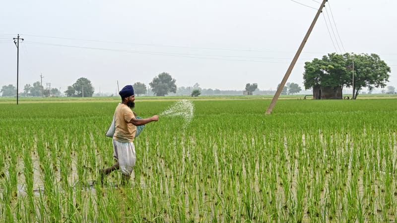 L'Asie et l'Afrique pourront-elles encore nourrir leur population? Leurs sols fragilisés sont ultra-dépendants des engrais, mais les prix explosent avec la guerre au Moyen-Orient