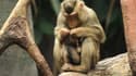 Dans l'attente des résultats, les macaques continueront à être suivis par le site animalier. (Photo d'illustration)