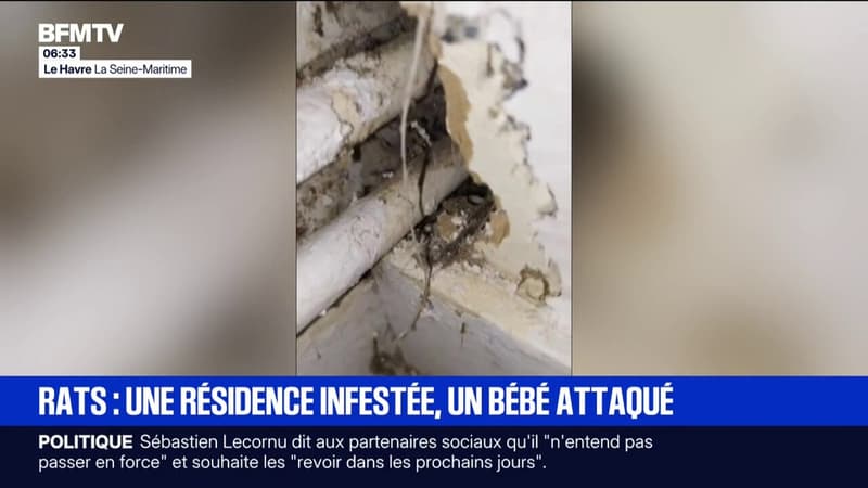 Au Havre, un bébé attaqué par un rat dans une résidence infestée de rongeurs