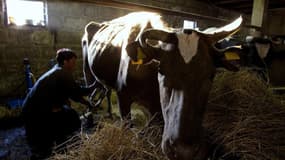 Un rapport de l'Assemblée alerte sur la situation de l'élevage bovin laitier. Il nécessite, selon lui, une mobilisation sans précédent sous peine de disparaître. /Photo d'archives/REUTERS/Vasily Fedosenko