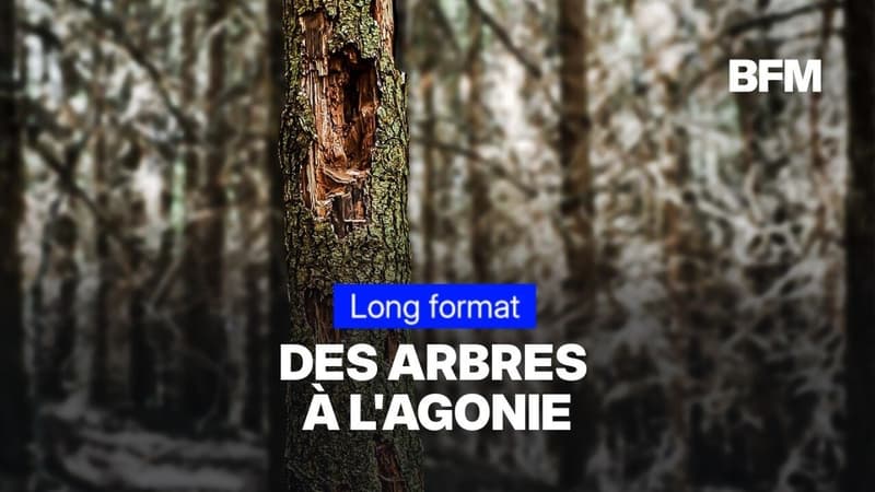 La mortalité des arbres a doublé en dix ans, voici pourquoi