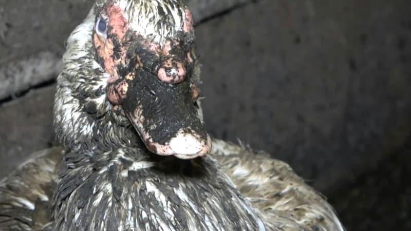 La préfecture des Pyrénées-Atlantiques a ordonné jeudi la fermeture du bâtiment insalubre d'élevage de canards dénoncé par l'association L214 dans des vidéos.