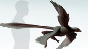 Une image du Changyuraptor yangi, un dinosaure à plumes d'1,30m.
