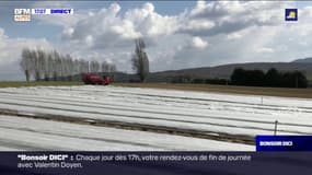 Alpes du Sud: les agriculteurs s'inquiètent du retour du gel