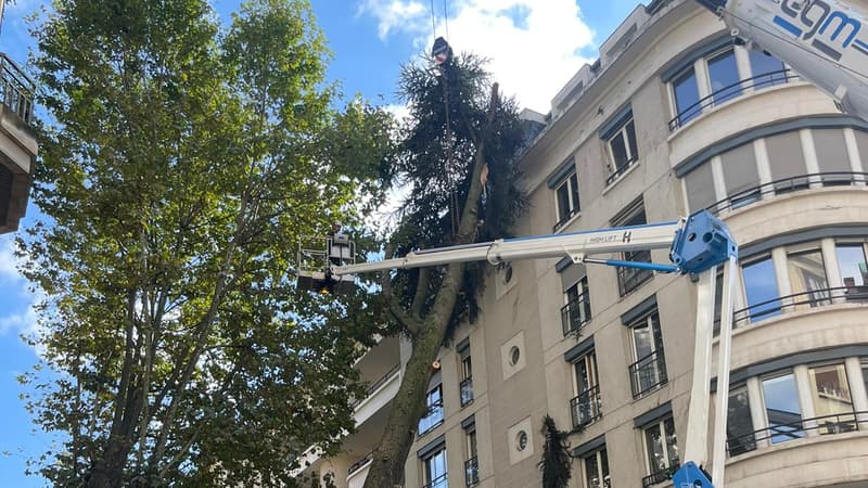 L'arbre mesurait 20m de haut. 